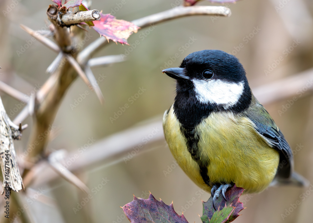 Obraz premium Great Tit (Parus major) - Widespread across Europe & Asia