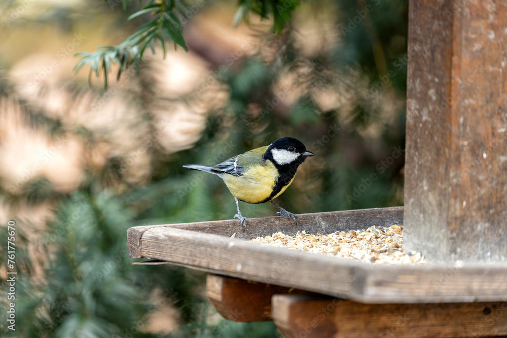 Fototapeta premium Great Tit (Parus major) - Widespread across Europe & Asia