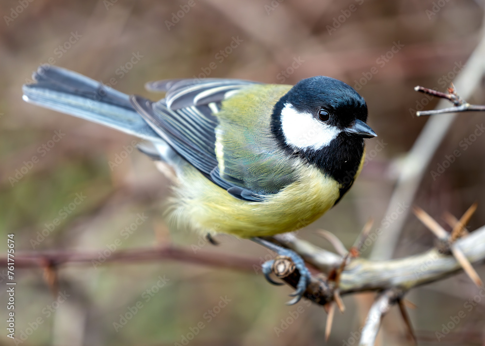 Obraz premium Great Tit (Parus major) - Widespread across Europe & Asia