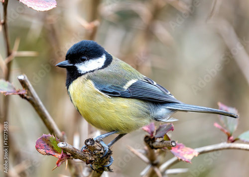 Great Tit (Parus major) - Widespread across Europe & Asia