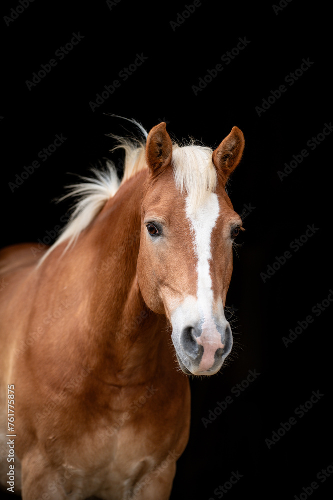 Haflinger in Black