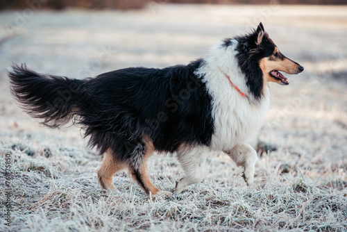 American Collie photo