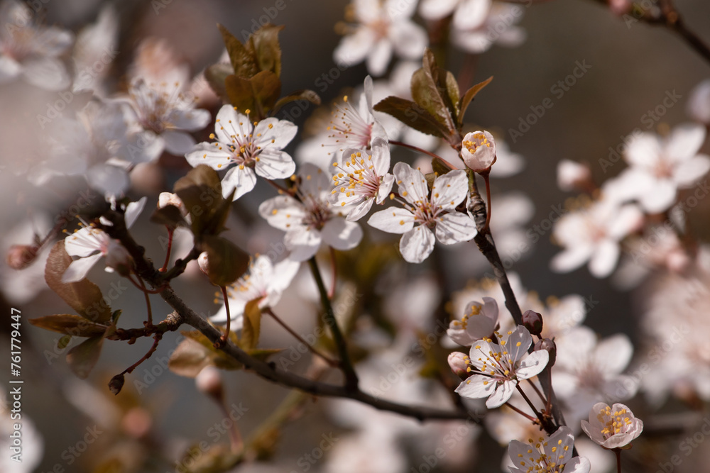 Blooming tree with white flowers on blurred background in spring
Blooming tree with white flowers on blurred background in spring
