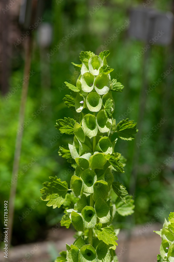 Moluccella laevis apple green shell flowers in bloom, bells of Ireland flowering plant Moluccella laevis apple green shell flowers in bloom, bells of Ireland flowering plant