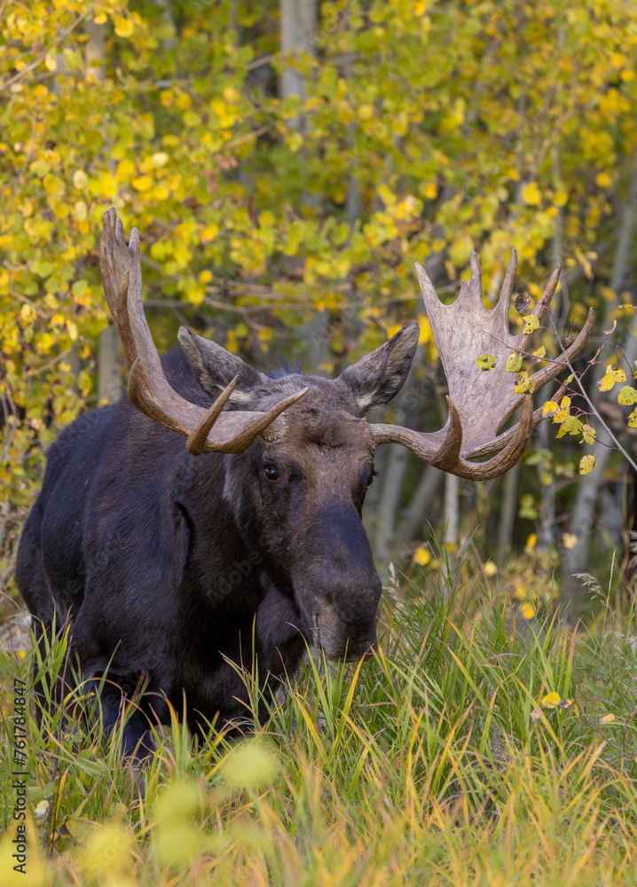 Bull Moose in Autumn in Wyoming Bull Moose in Autumn in Wyoming
