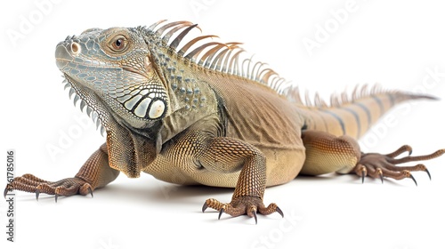 iguana on white background