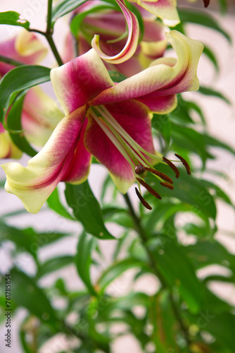 Lilium 'Red Dutch' is an asiatic hybrid lily with red flowers edged yellow .