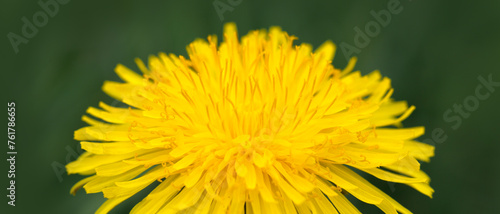 Macro photo of a yellow dandelion flower .