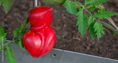 Large ripe and juicy beefsteak tomatoes in the home garden .