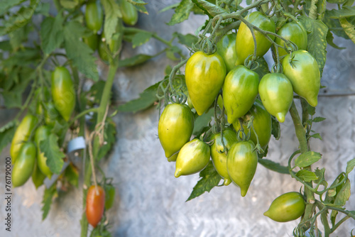 Ripe green tomatoes hanging in the garden. Bush tomatoes Tarasenko