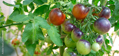 Ripe green and purple tomatoes hanging in the garden.