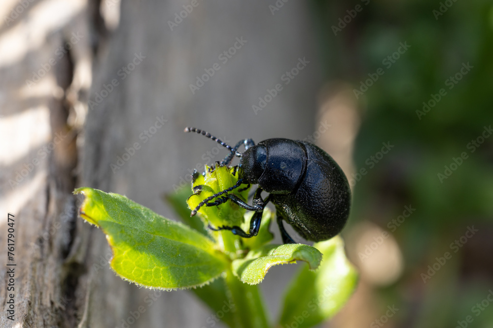Fototapeta premium Escarabajo comiendo una planta silvestre.