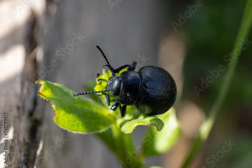 Escarabajo comiendo una planta silvestre. photo