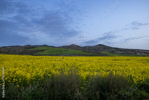 Contempla la impresionante vista de un prado en flor  donde vibrantes flores silvestres cubren el paisaje  creando una escena pintoresca que encarna la esencia de la primavera.