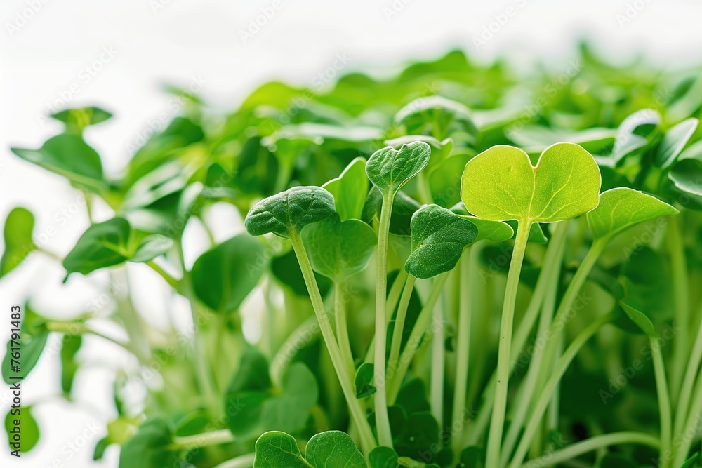 Fresh radish microgreen on white background Fresh radish microgreen on white background