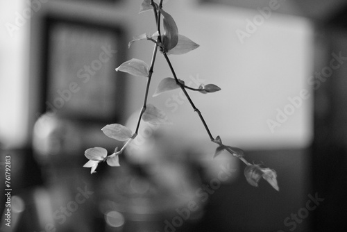 white rose on a black background