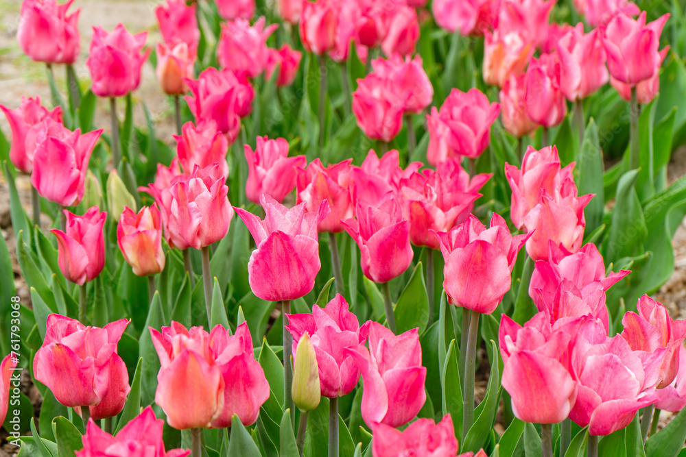 Pink Liliales tulip flowers blooming in flowerbed in garden on sunny day. Pink lily shaped tulips flowers with green leaves close up in meadow, park,outdoor. Nature, spring, floral background. Pink Liliales tulip flowers blooming in flowerbed in garden on sunny day. Pink lily shaped tulips flowers with green leaves close up in meadow, park,outdoor. Nature, spring, floral background.