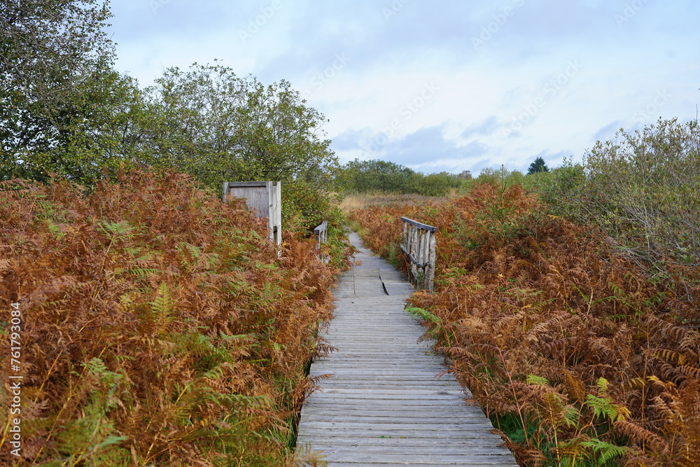 wooden bridge in the heath wooden bridge in the heath