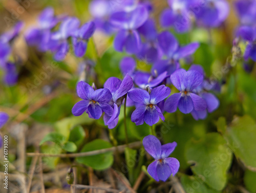 beautiful violet flowers in a garden