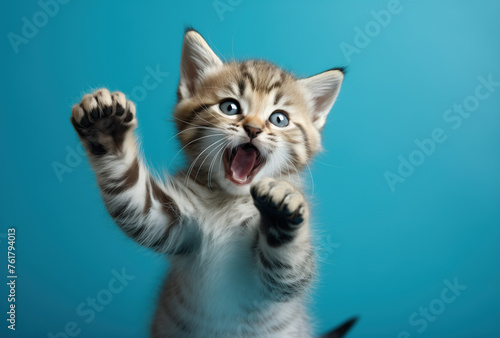 A cute surprised gray striped kitten on a blue background