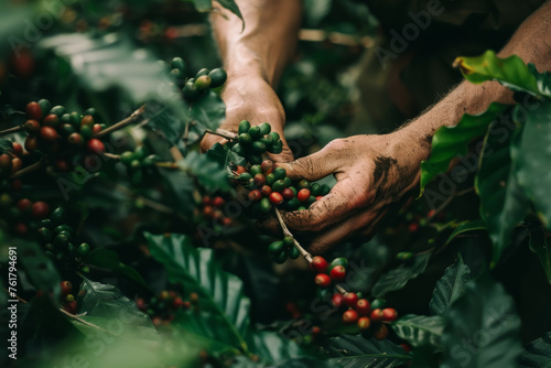 Harvesting Ripe Coffee Beans