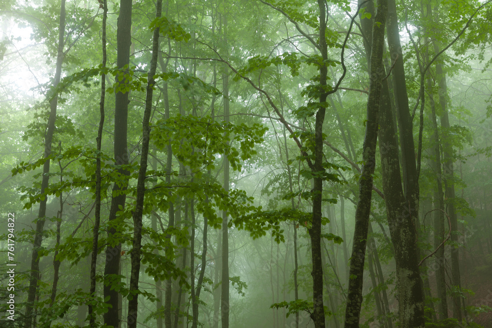 Forêt dans le brouillard Forêt dans le brouillard