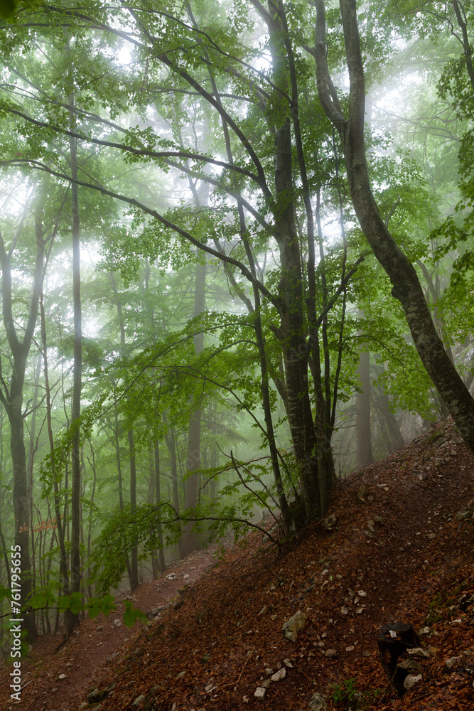 Obraz premium Forêt dans le brouillard
