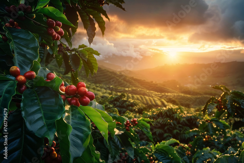 Sunrise Over Coffee Plantation