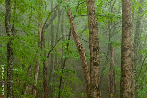 Fototapeta Naklejka Na Ścianę i Meble -  Forêt dans le brouillard