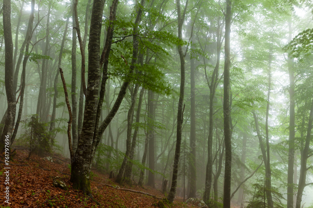 Obraz premium Forêt dans le brouillard
