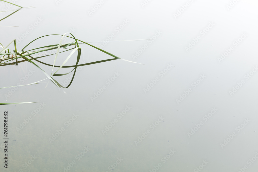 Graphique végétal Graphique végétal