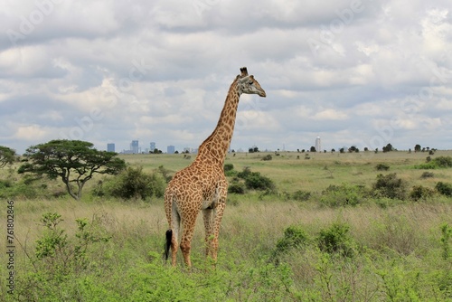 Photography giraffe in the savannah