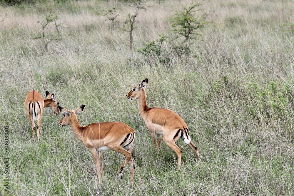 impala in the savannah