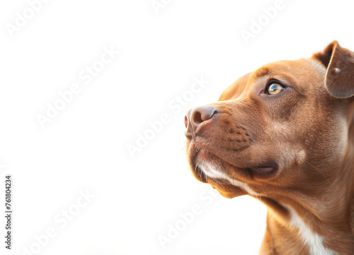 Wallpaper Mural Closeup of a cute brown dog on a white background Torontodigital.ca