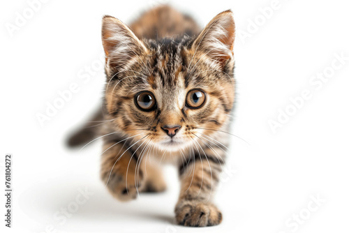 Closeup of a cute kitty walking on a white background