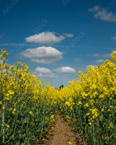 Rapsfeld unter blauem Himmel