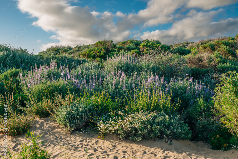 Wilderness area. Shrubs, and wildflowers. Colony of Silvery Lupine (Lupinus argenteus), beautiful the pea-like blue wildflowers in bloom, and the cloudy sky Wilderness area. Shrubs, and wildflowers. Colony of Silvery Lupine (Lupinus argenteus), beautiful the pea-like blue wildflowers in bloom, and the cloudy sky