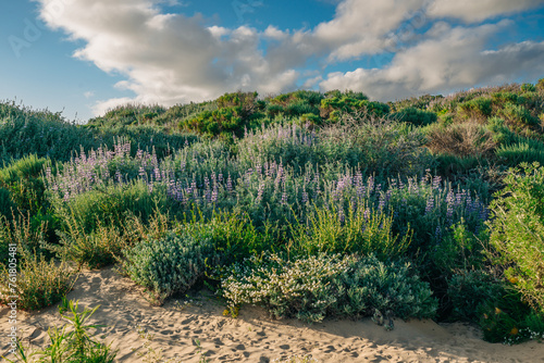 Wilderness area. Shrubs, and wildflowers. Colony of Silvery Lupine (Lupinus argenteus), beautiful the pea-like blue wildflowers in bloom, and the cloudy sky