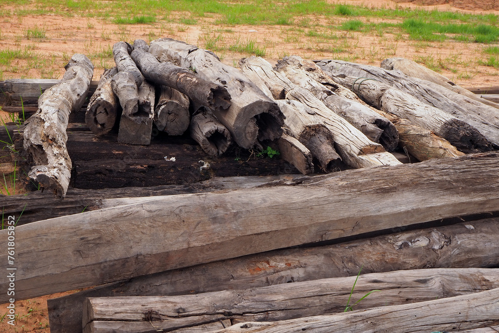 Fototapeta premium an old log is lying in the sun