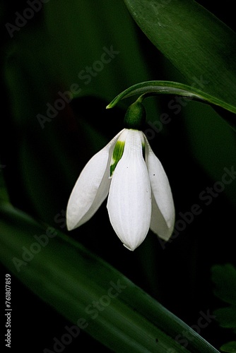 Snowdrop