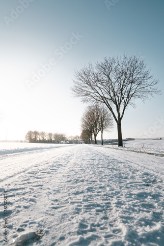 Verschneiter Weg und kahle Bäume im winterlichen Gegenlicht photo