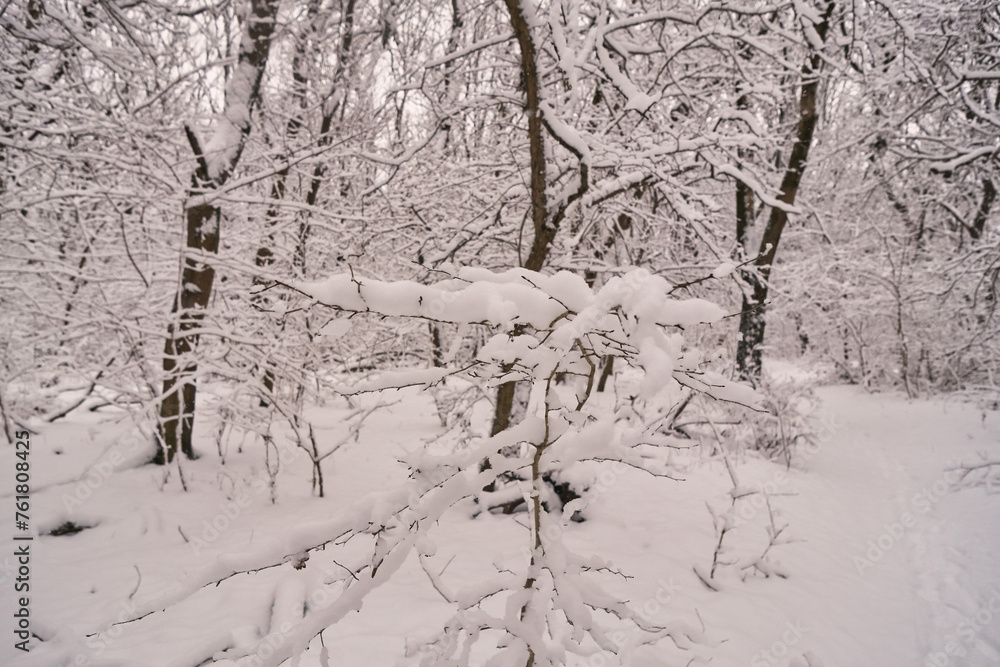 tree branch covered with snow in a winter forest close-up tree branch covered with snow in a winter forest close-up