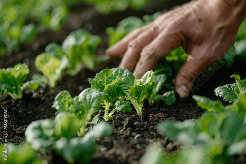 Gardener Nurturing Young Lettuce Plants in Organic Garden