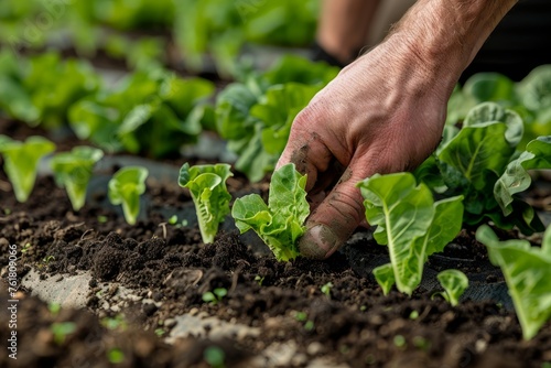 Farmer's Hand Planting Lettuce Seedlings in Fertile Soil