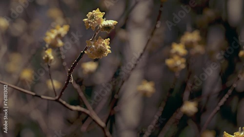 風に揺れるミツマタの花