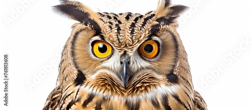 A close up of an Eastern Screech owls face with piercing yellow eyes and sharp beak, surrounded by fluffy feathers, set against a pure white background