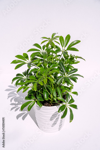 Dwarf umbrella plant in pot