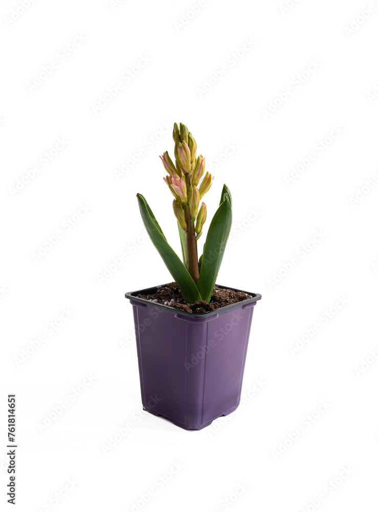 Baby pink hyacinth flower in a pot Baby pink hyacinth flower in a pot