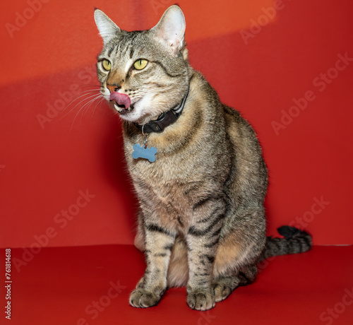 Cat portrait with red background © Hemalatha