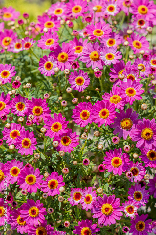 Fototapeta premium 花壇に咲く、ピンクのマーガレットの花の風景